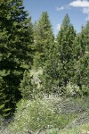 Bitter Cherry w/ Western Junipers, Ponderosa Pines