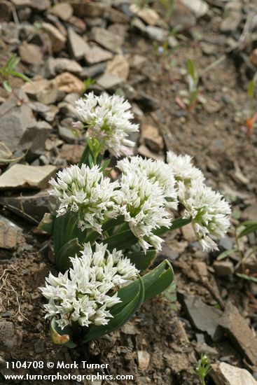 Allium tolmiei