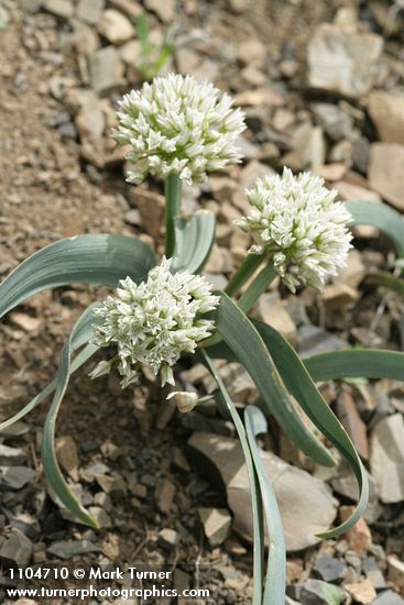 Allium tolmiei