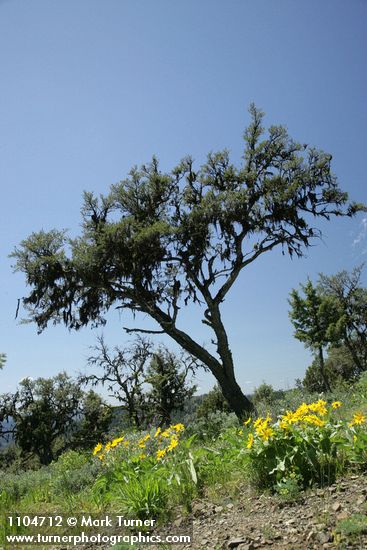 Cercocarpus ledifolius; Balsamorhiza sagittata