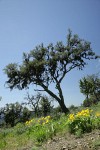 Mountain Mahogany w/ Arrowleaf Balsamroot