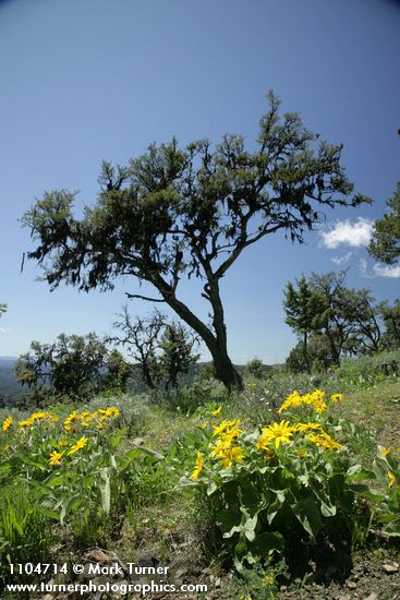 Cercocarpus ledifolius; Balsamorhiza sagittata