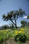 Mountain Mahogany w/ Arrowleaf Balsamroot