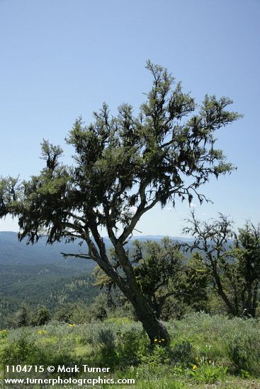 Cercocarpus ledifolius