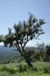 Mountain Mahogany