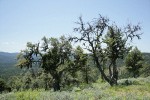 Mountain Mahogany