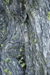 Mountain Mahogany bark