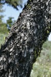 Mountain Mahogany bark