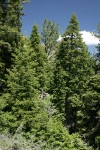 White Fir & Grand Fir hybrids