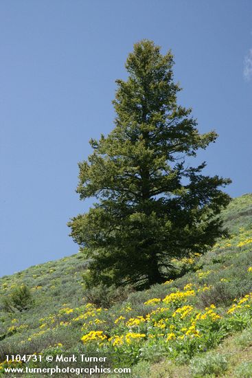 Pseudotsuga menziesii