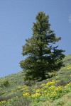 Douglas-fir w/ Arrowleaf Balsamroot fgnd