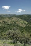 Aldrich Mountains landscape w/ Mountain Mahogany fgnd