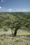 Aldrich Mountains landscape w/ Mountain Mahogany fgnd