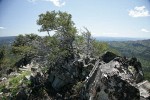 Aldrich Mountains panoramic landscape, Mountain Mahogany fgnd [pan 9 of 14]