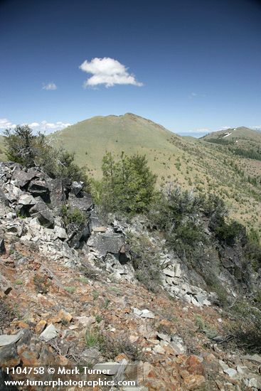 Cercocarpus ledifolius; Pinus ponderosa; Juniperus occidentalis