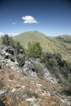 Moore Peak, McClellan Peak w/ Mountain Mahogany, Ponderosa Pine; Western Juniper on rocky ridge fgnd