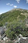 Fields Peak w/ Mountain Mahogany fgnd