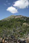 Mountain Mahogany w/ Fields Peak bkgnd