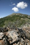 Mountain Mahogany w/ Fields Peak bkgnd