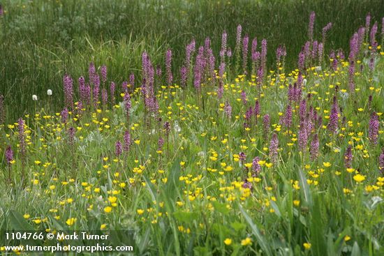 Pedicularis groenlandica; Ranunculus sp.