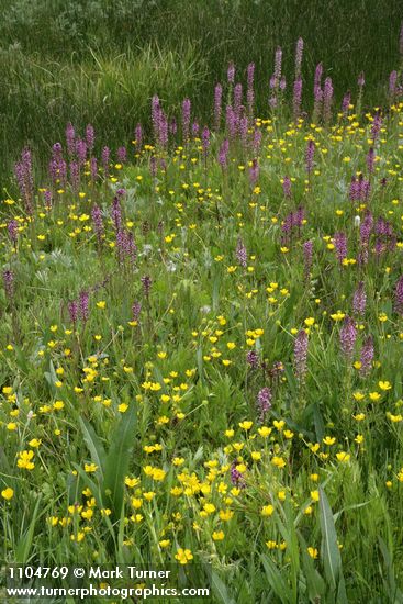 Pedicularis groenlandica; Ranunculus sp.