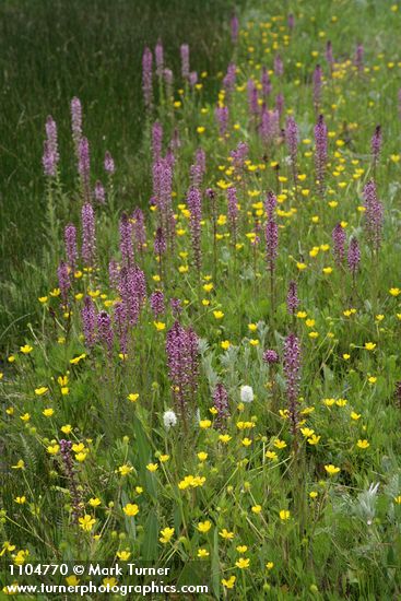 Pedicularis groenlandica; Ranunculus sp.