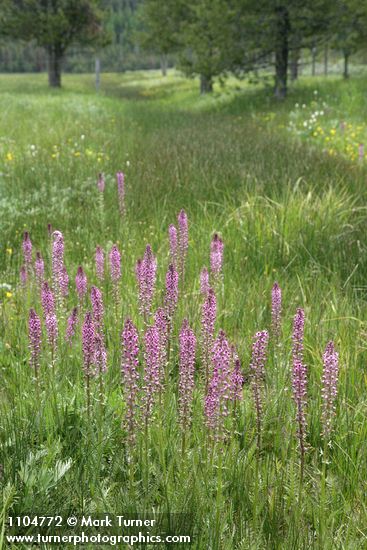 Pedicularis groenlandica