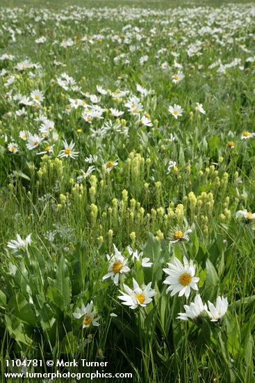 Wyethia helianthoides; Castilleja cusickii