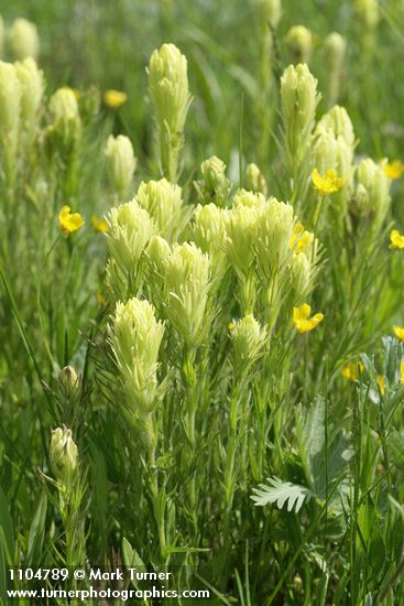 Castilleja cusickii