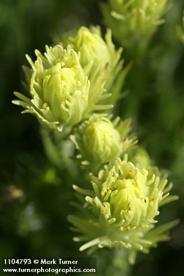 Castilleja cusickii