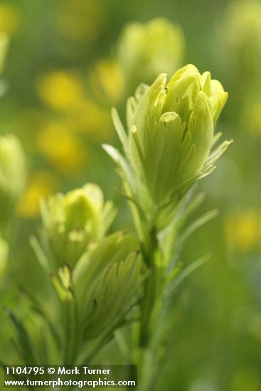 Castilleja cusickii