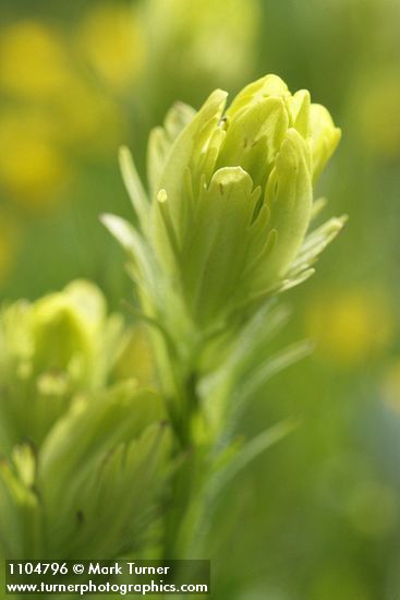 Castilleja cusickii