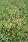 Edible Valerian