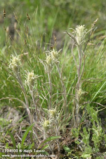 Castilleja pilosa