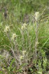 Hairy Yellow Paintbrush