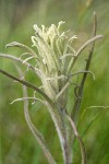 Hairy Yellow Paintbrush bracts detail