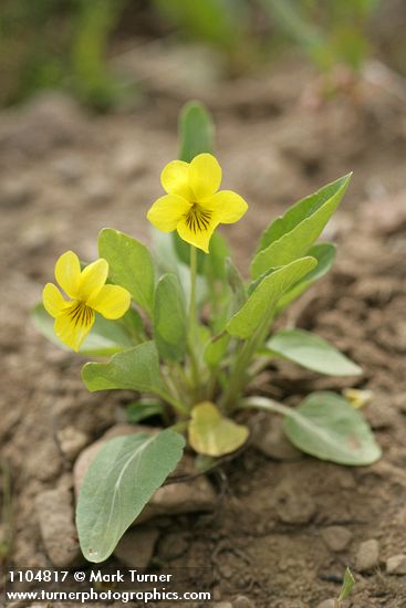 Viola bakeri (Viola nuttallii var. bakeri)