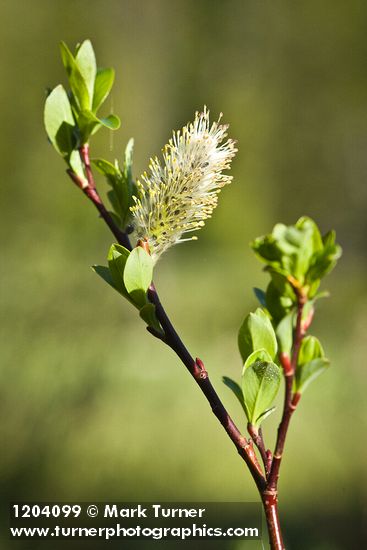Salix planifolia