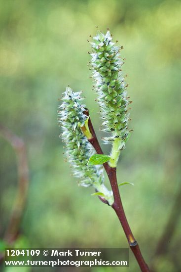 Salix planifolia