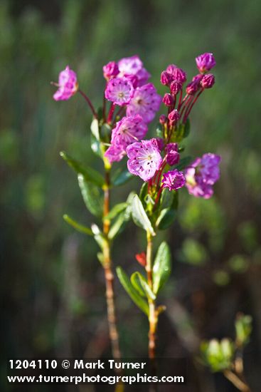 Kalmia microphylla