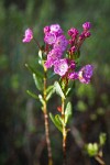 Western Bog Laurel blossoms