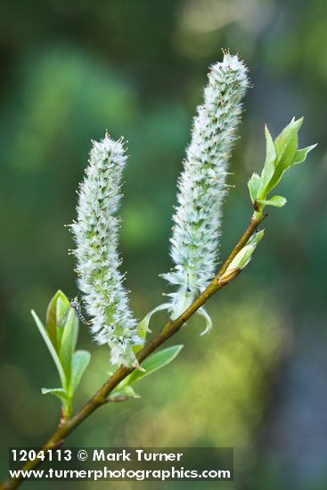 Salix planifolia