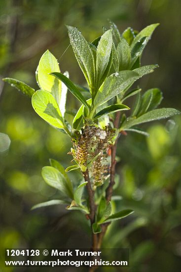 Salix pedicellaris