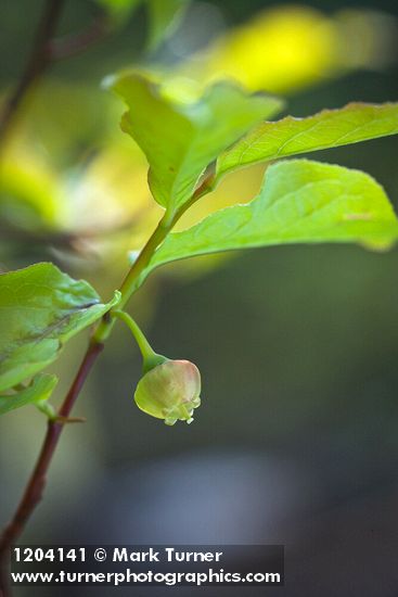 Vaccinium membranaceum