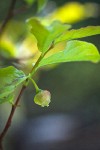 Black Huckleberry blossom among foliage