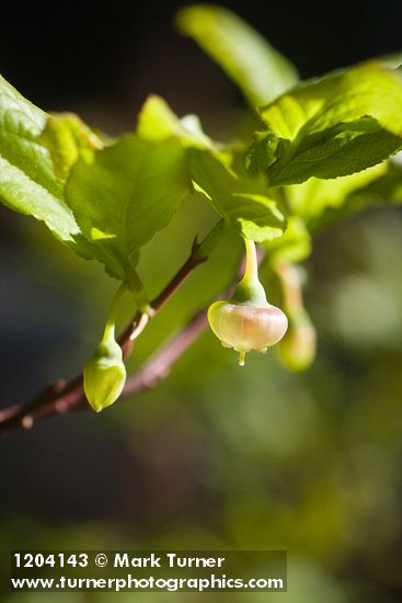 Vaccinium membranaceum