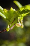 Black Huckleberry blossom among foliage