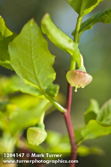 Vaccinium membranaceum