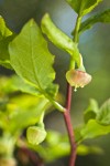 Black Huckleberry blossoms among foliage