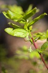 Black Huckleberry blossoms among foliage